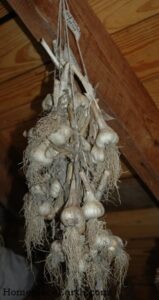 Plant Garlic This Fall Image